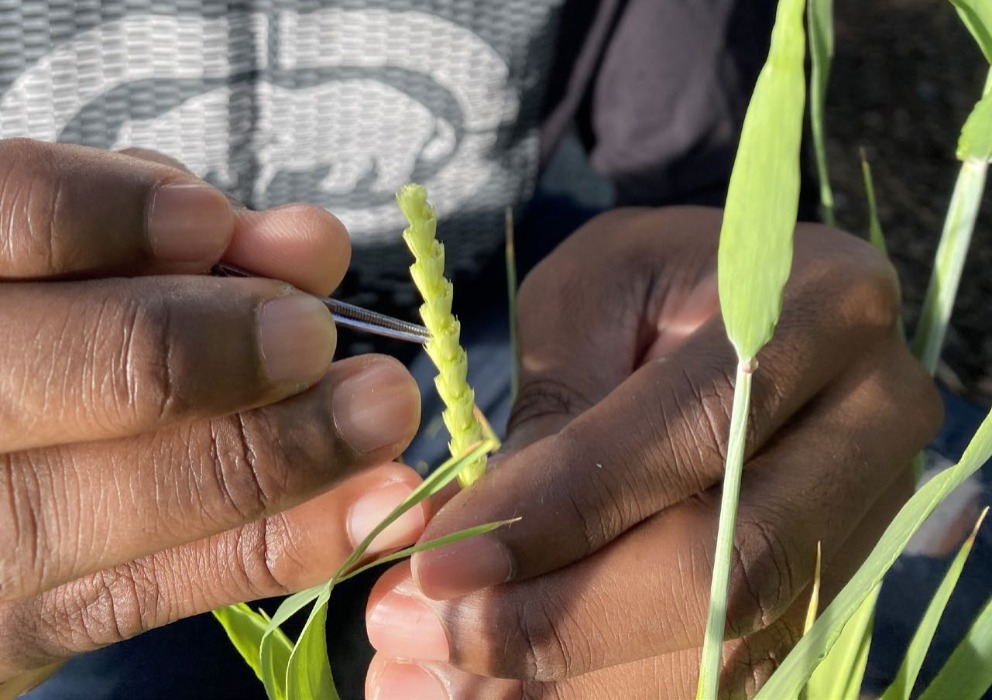 Malting Barley Breeding Guidelines updated by AMBA